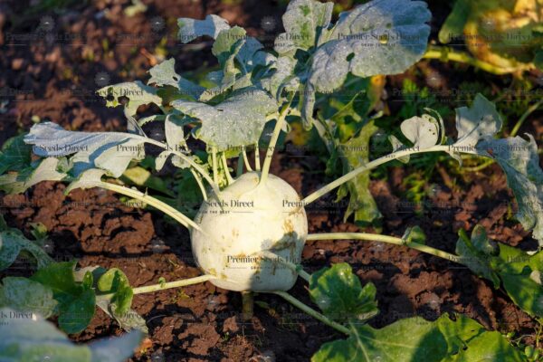 Kohlrabi Superschmelz