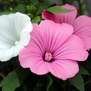 Lavatera Rose Mallow Trimestris Mix