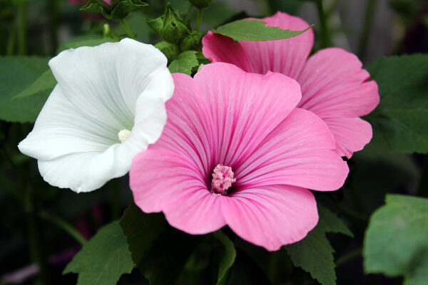 Lavatera Rose Mallow Trimestris Mix