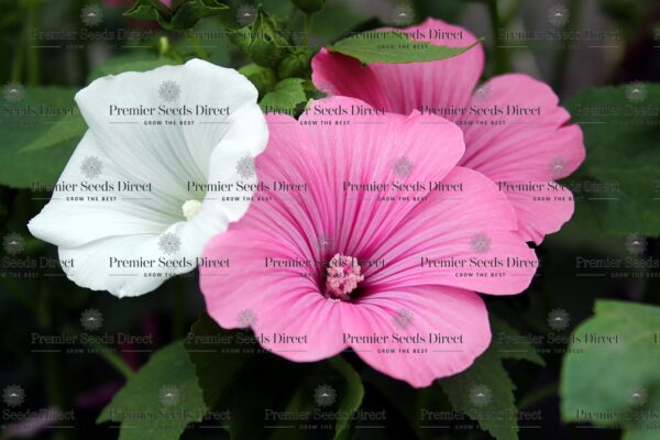 Lavatera Rose Mallow Trimestris Mix - Image 2