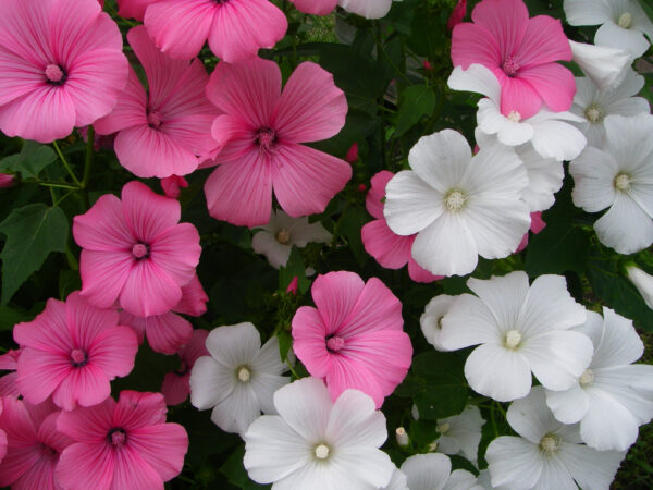 Lavatera Rose Mallow Trimestris Mix - Image 3