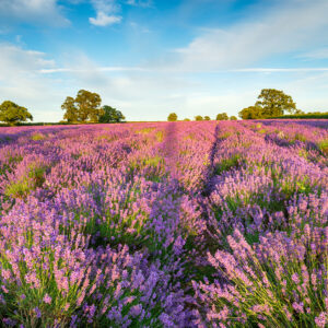Lavender Common English