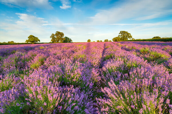Lavender Common English