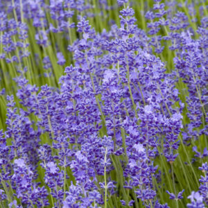 Lavender Lavendula Angustifolia Munstead Dwarf