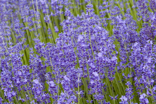 Lavender Lavendula Angustifolia Munstead Dwarf