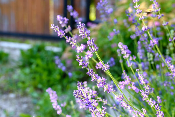 Lavender Lavendula Angustifolia Munstead Dwarf - Image 2
