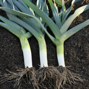 Leek Heirloom Blue De Solaise
