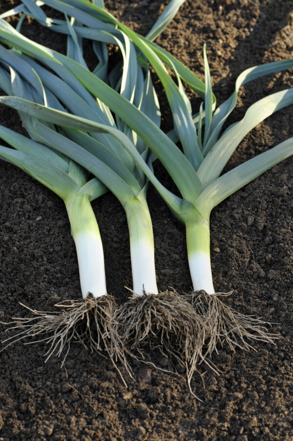 Leek Heirloom Blue De Solaise