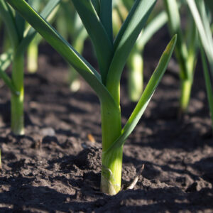 Italian Leek Carentan 2
