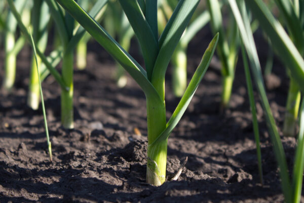 Italian Leek Carentan 2