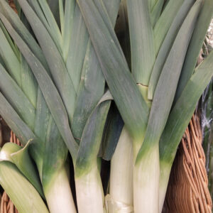Organic Leek Large American Blue Flag Leek