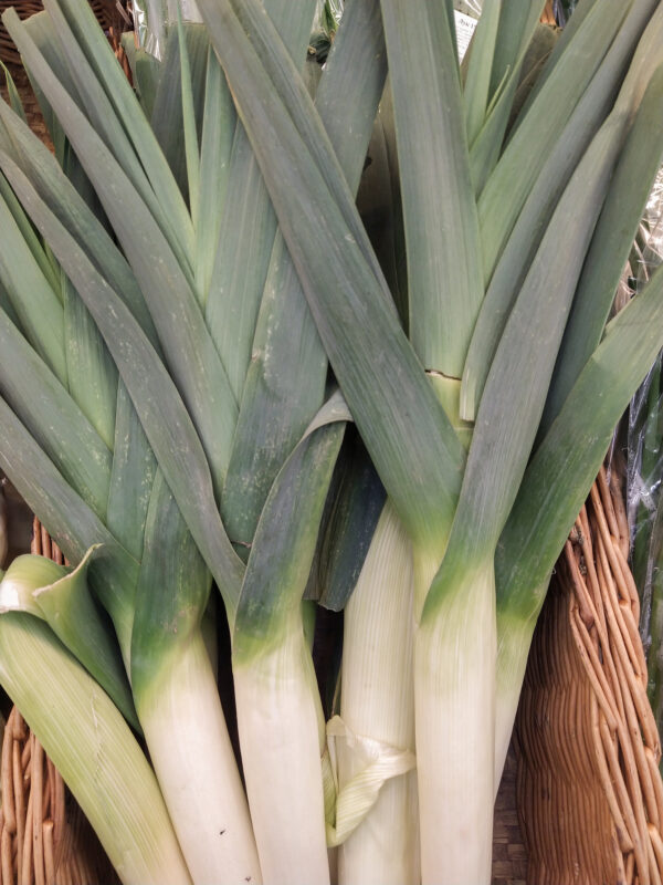 Organic Leek Large American Blue Flag Leek