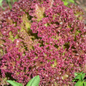 Lettuce Lolla Rossa