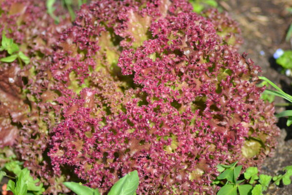 Lettuce Lolla Rossa