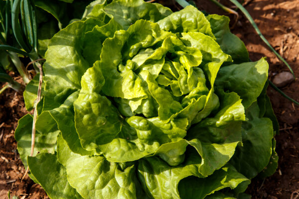 Lettuce All Year Round - Image 2