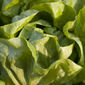 Lettuce All Year Round