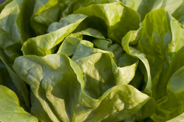 Lettuce All Year Round