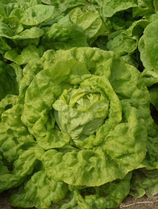 Lettuce All Year Round - Image 3