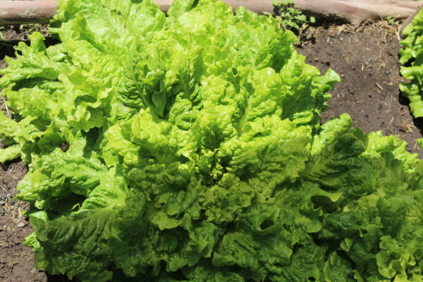 Lettuce - Black Seeded Simpson - Image 2