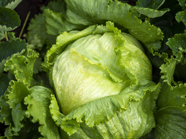 Lettuce Great Lakes 118 - Image 2