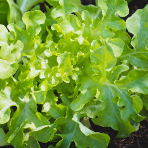 Lettuce Green Oakleaf