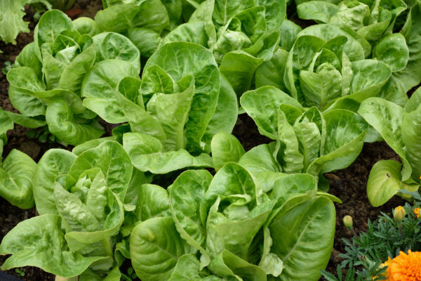 Lettuce Little Gem - Image 2