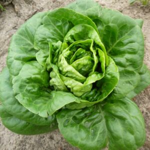 Lettuce Little Gem