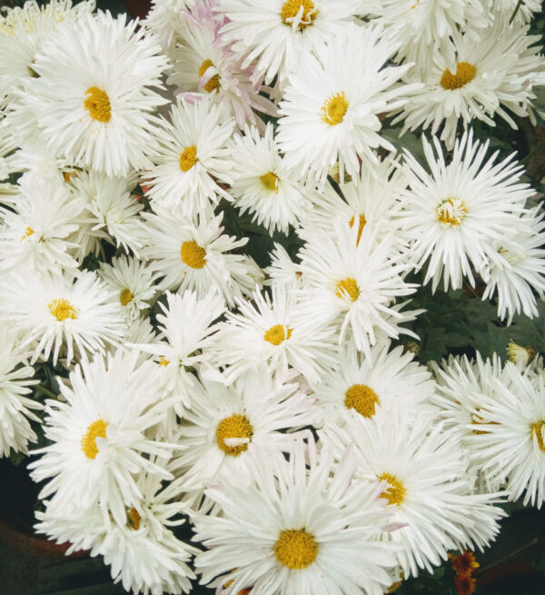 Leucanthemum Crazy Daisy - Image 2