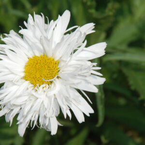 Leucanthemum Crazy Daisy
