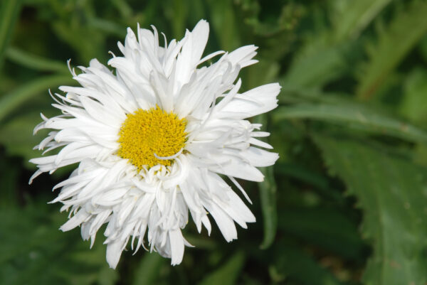 Leucanthemum Crazy Daisy