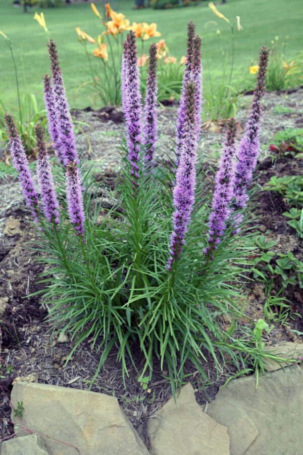 Liatris Spicata - Image 2