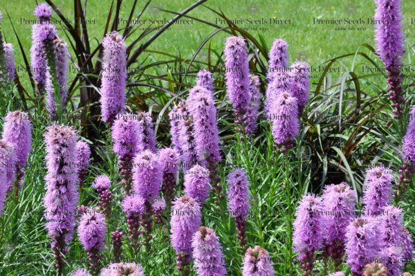 Liatris Spicata - Image 3