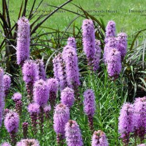 Liatris Spicata