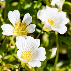 Limnanthes Douglasii Ssp Meringue