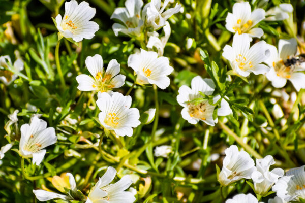 Limnanthes Douglasii Ssp Meringue - Image 2