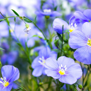 Linum Perenne Blue Flax