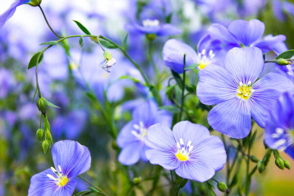 Linum Perenne Blue Flax