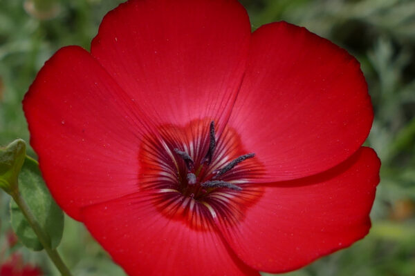 Linum Grandiflorum Rubrum Scarlet Flax - Image 2