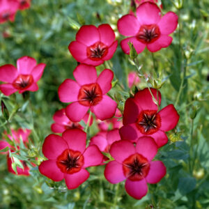 Linum Grandiflorum Rubrum Scarlet Flax