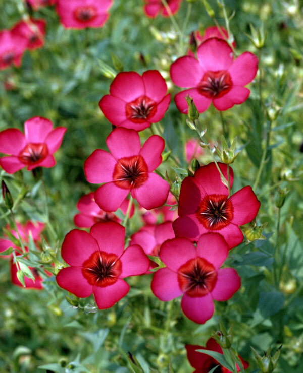 Linum Grandiflorum Rubrum Scarlet Flax