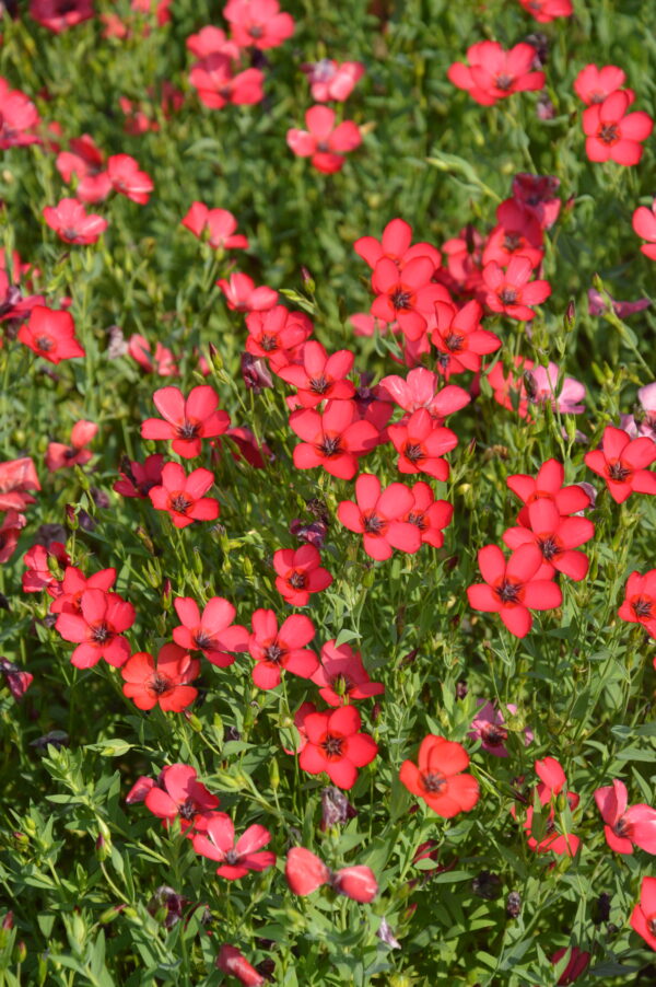 Linum Grandiflorum Rubrum Scarlet Flax - Image 3