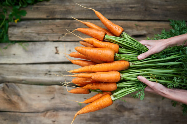 Organic Miniature Carrot Little Finger