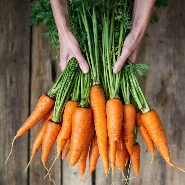 Miniature Carrot Little Finger - Image 5