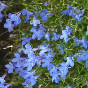 Lobelia Cambridge Blue