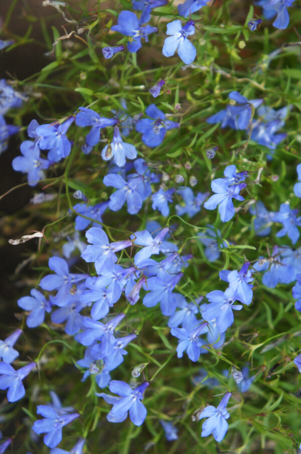 Lobelia Cambridge Blue