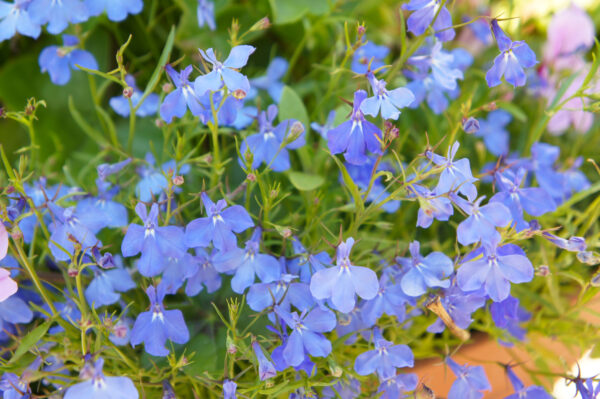 Lobelia Cambridge Blue - Image 2