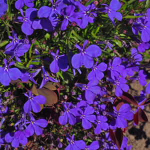 Lobelia Crystal Palace