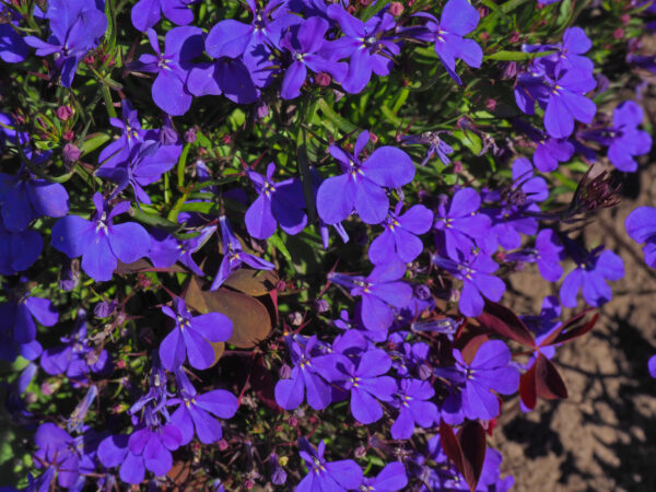 Lobelia Crystal Palace