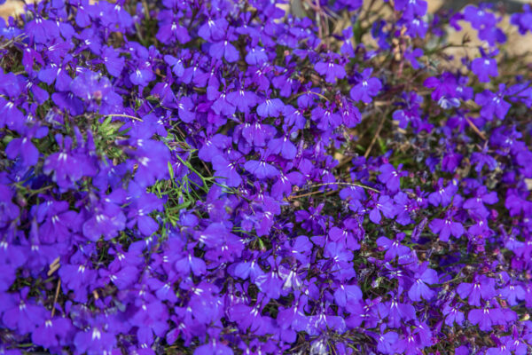 Lobelia Crystal Palace - Image 2