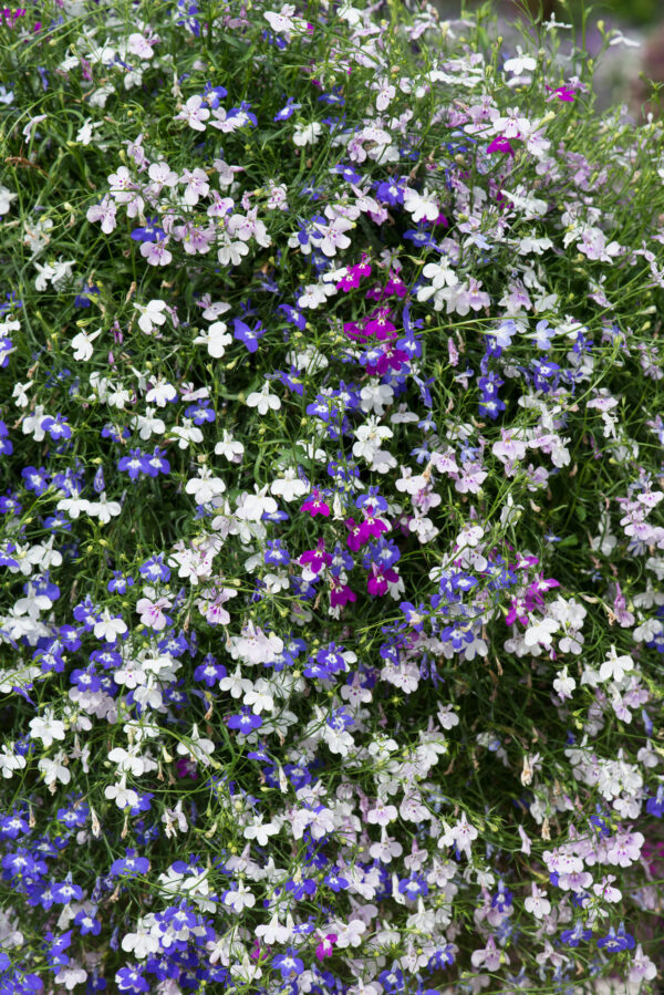 Lobelia Fountains Mix - Image 3